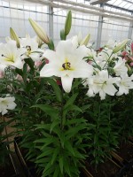 [4183 Saronno VH No01.JPG]